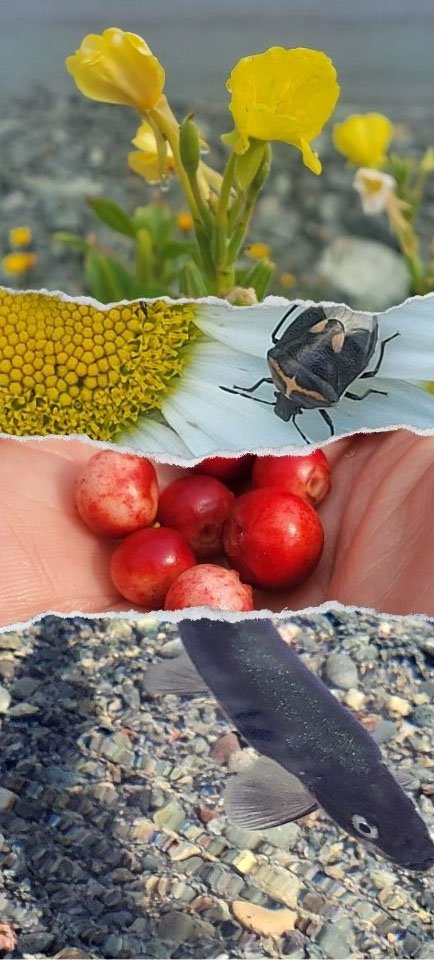 Nature photograph from the original Beachside website
